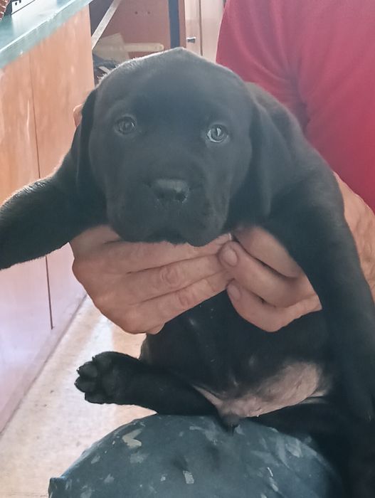 Bebê cane corso x labrador
