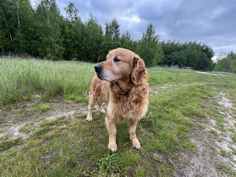 Золотистий Ретривер для вязки