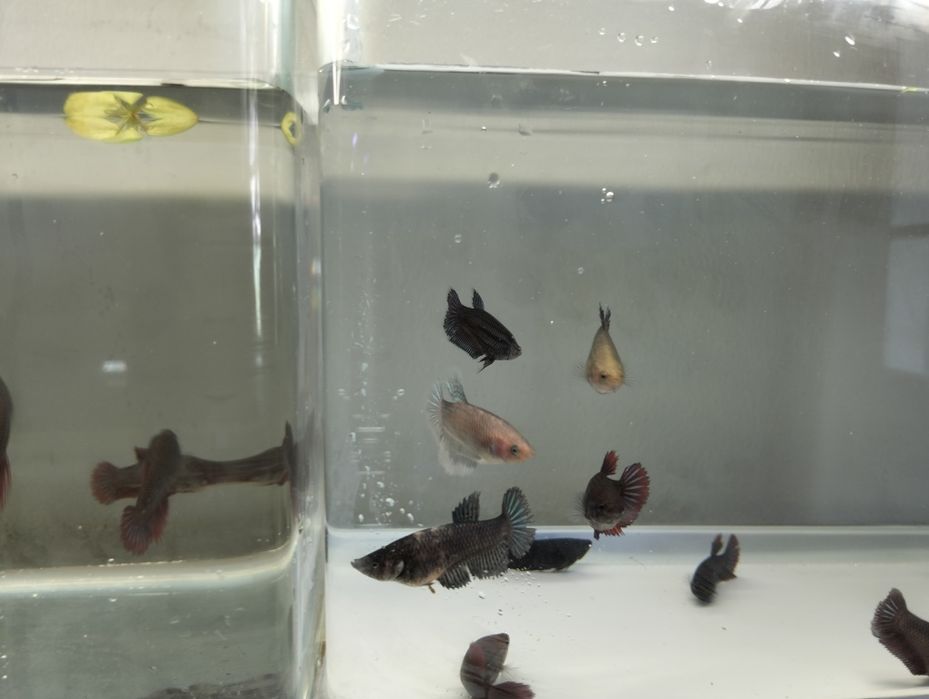 Bettas fêmeas várias cores e padrões