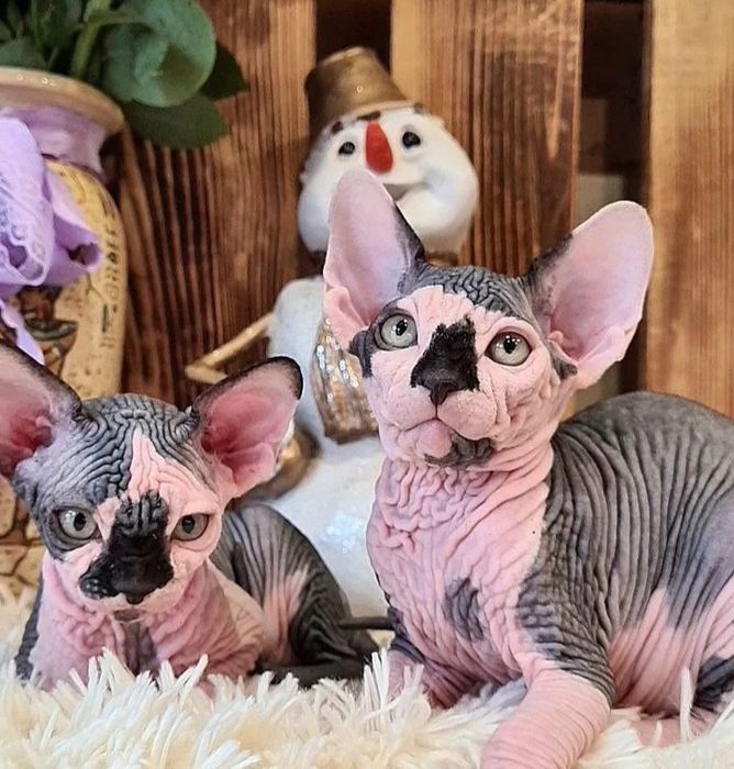 Кошенятка сфінкса