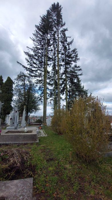 Обрізка складних,важкодоступних дерев Львів та область