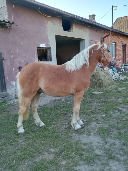 Sprzedam klacz + źrebaki ogierki 4 szt,roczniaki.