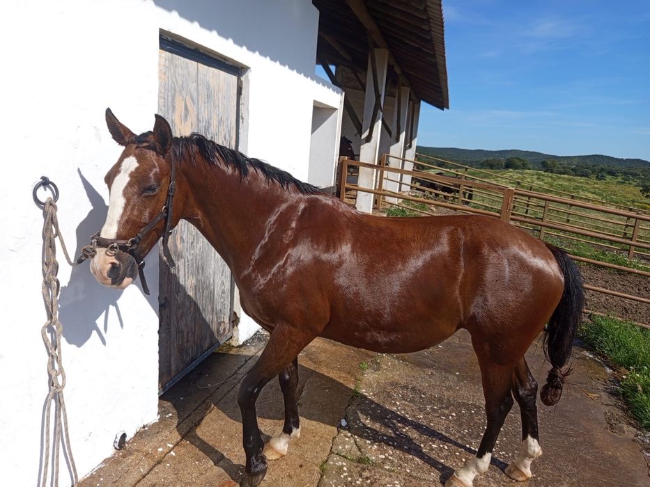 Egua com 14 anos Montada