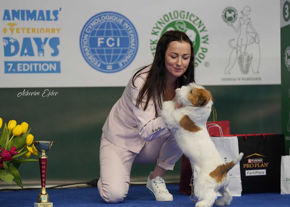 Jack Russell Terrier FCI ZKwP piesek suczka