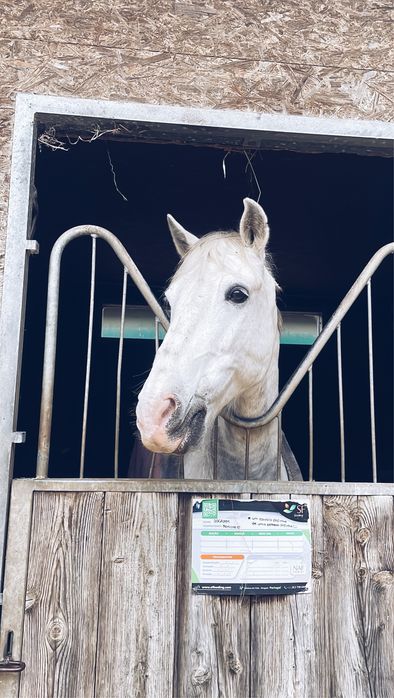 Cavalo Cruzado com livro verde