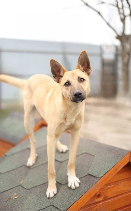 Отдам даром в добрые руки щенка метис овчарки