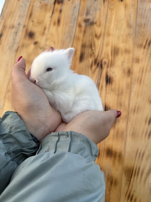 Декоративні кролики