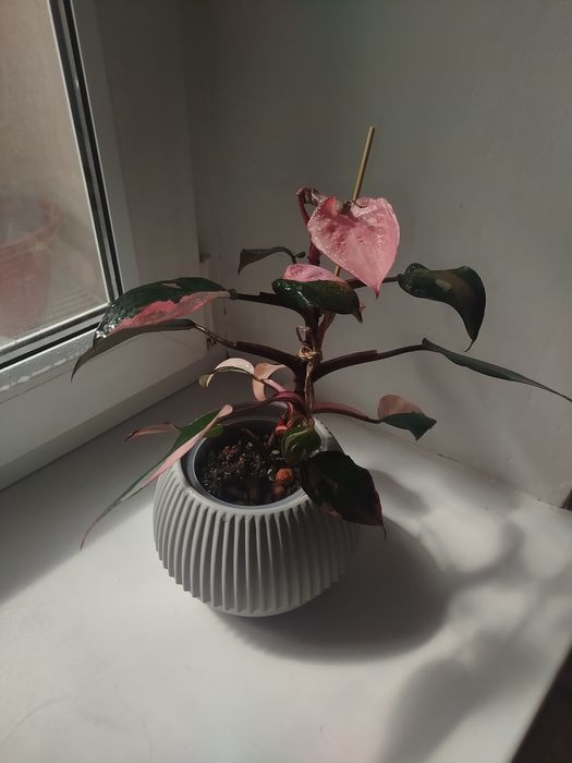 Филодендрон pink princess