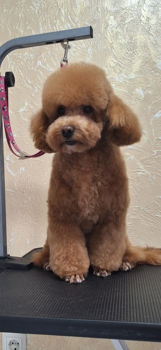 Стрижка собак/груминг