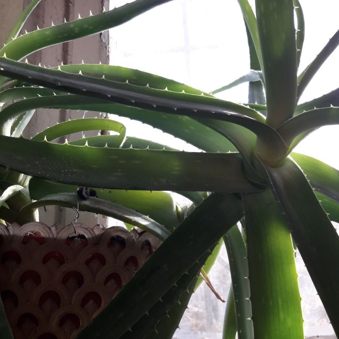 Продам АЛОЭ ВЕРА стебли или вазон  для лекарства 5 лет роста.