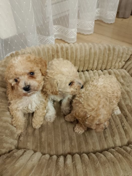 Szczeniaczki Bichpoo