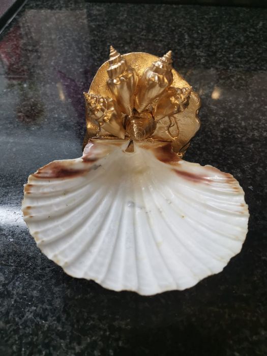 Conchas de decoração