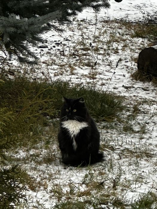 Кіт, коти, кошенята