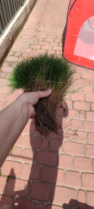 Готьє вічнозелена кулька