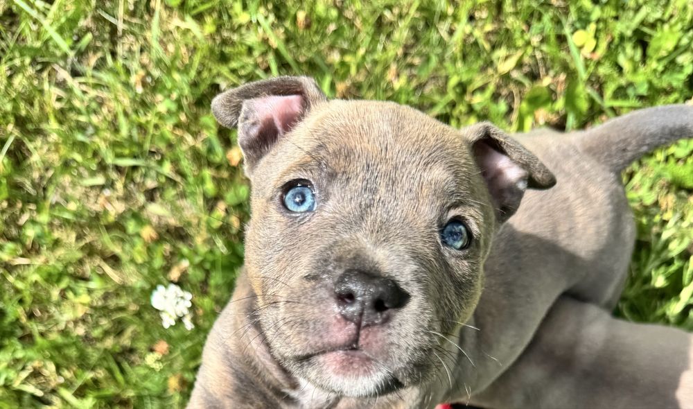 Amstaff blue i blue pregowany