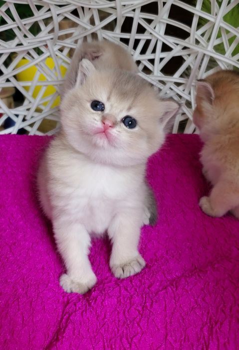 Очень ласковые малыши, ручные котята золотая шиншилла