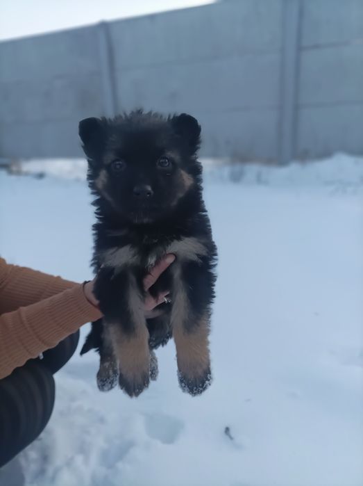 Продам щенков немецкой овчарки есть две девочки