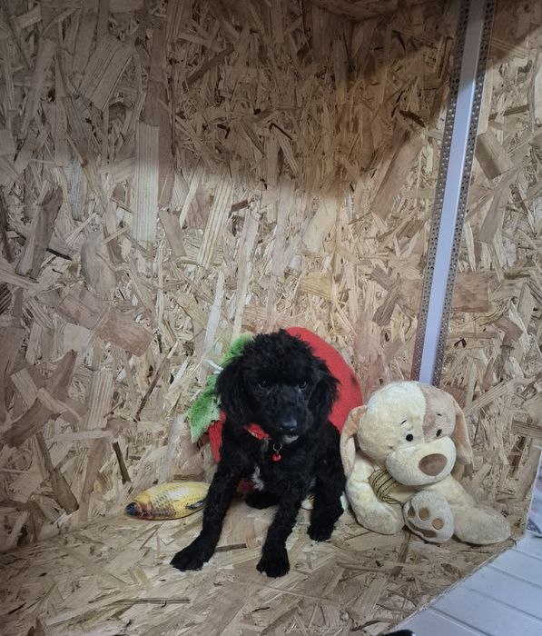 Caniche Toy Macho Negro 5 Meses Criadora Registada PT 3088 FL