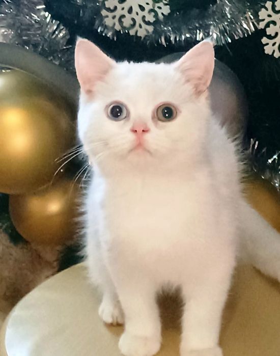 Хлопчики по новорічних цінах