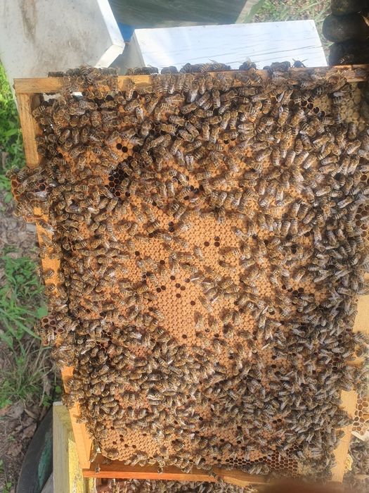 Пчелопакеты пчелосемьи .Бджолопакеты .Пчёлы.