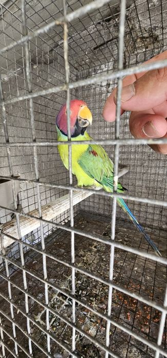 Cabeça de ameixa