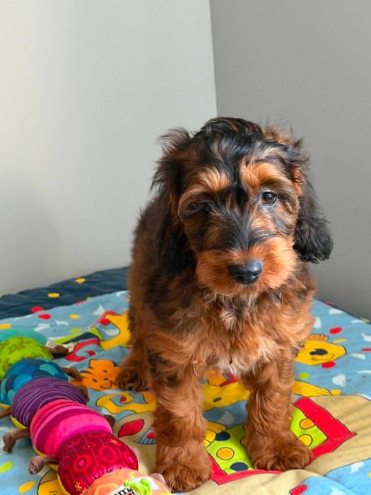 Cockapoo F1/Cocker spaniel /pudel miniatura -Piesek