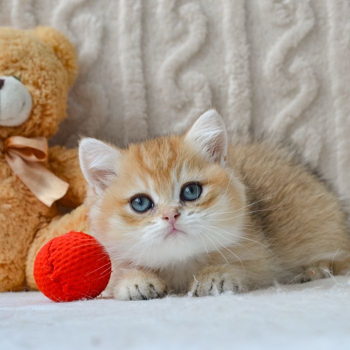 Золотистый шикарный котик