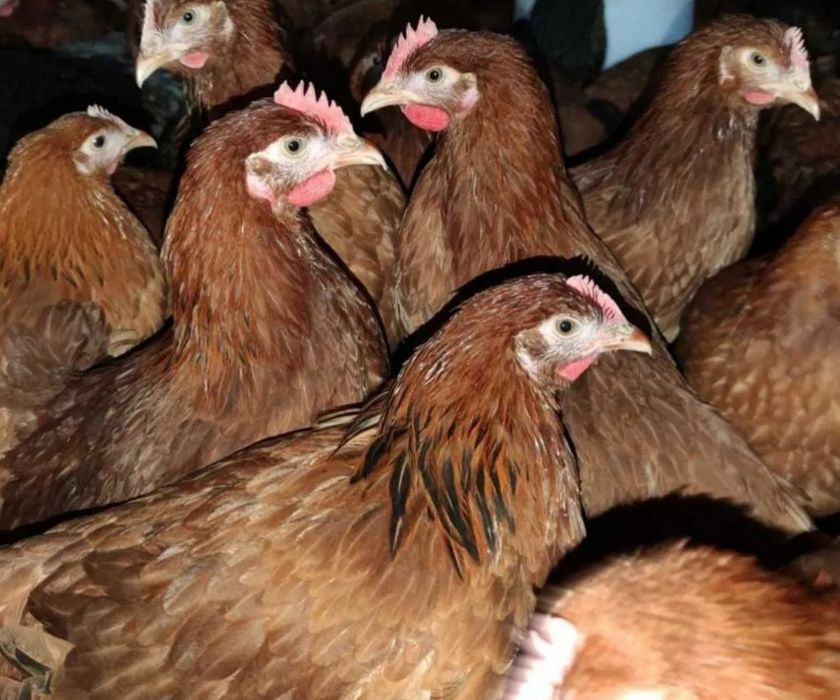 Kura kury rossy naturalne ekologiczne kury pisklaki kury Rosy