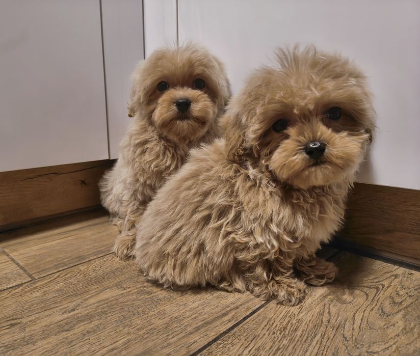 Maltipoo samiec do odbioru !