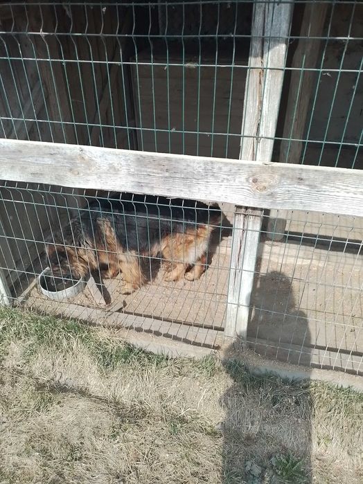 Подарую королівську вівчарку дівчинка.