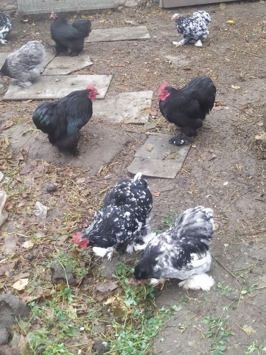 Продам циплят Кохінхінів