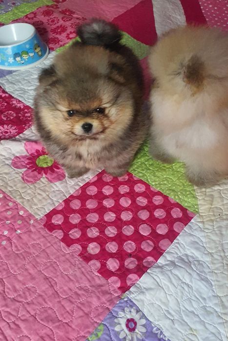 Померанский шпиц девочка!