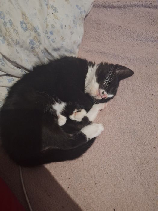 Malutki Okruszek do adopcji