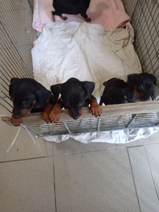 Цвіргпінчер чистокровні, хлопці та дівчата