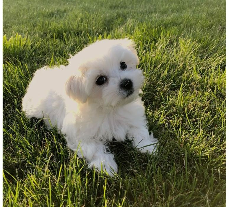 Bichon maltês macho