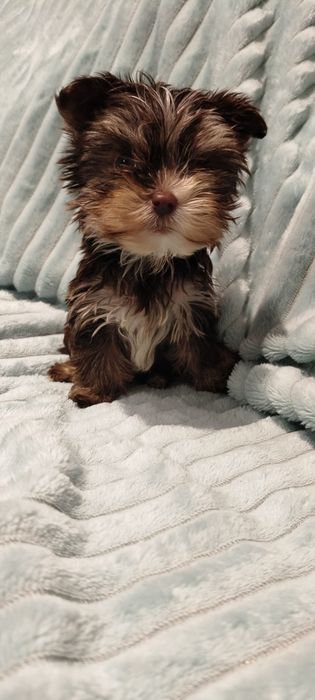Yorkshire terrier czekoladowa suczka