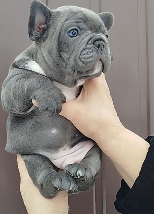 Голубоглазый мальчик голубого окраса французик