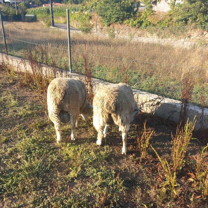 Ovelhas  em animais de quinta