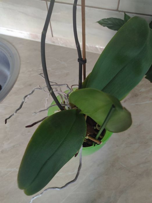 Орхидеи фаленопсис/Орхидея дендробиум. Почтой не отправляю!