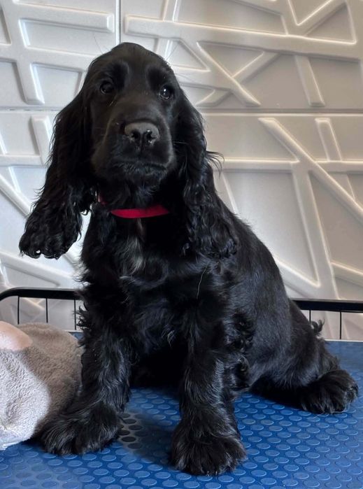Cocker spaniel angielski Moris z  genem czekoladowym!
