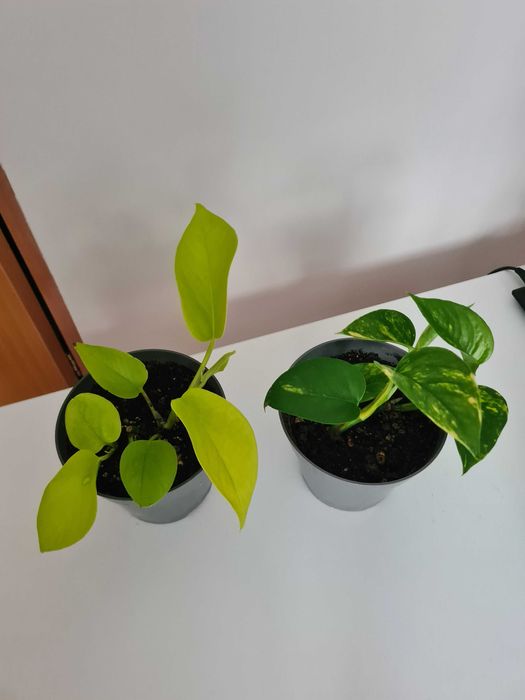 Epipremnum złociste i golden pothos