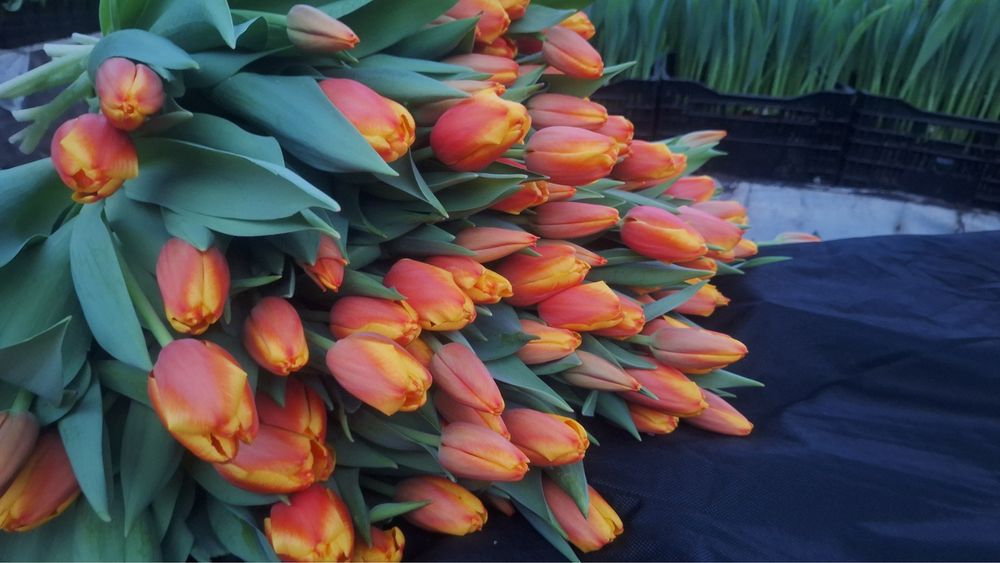 Продам цибулини тюльпанів ДО вигонки розмір 12+