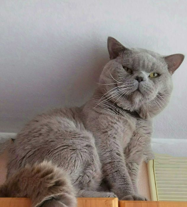 Британець в'язка