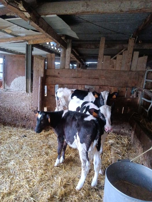 Lote de vitelas limousines e cruzadas de limousines