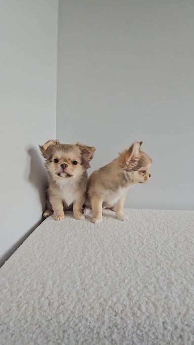 Adel *chocolate & sable