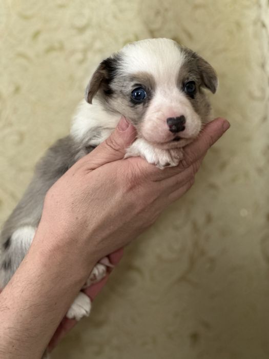 Нереально красивый малыш корги