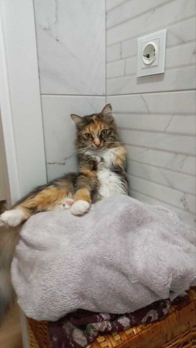 Шукаю! Допоможіть повернути!