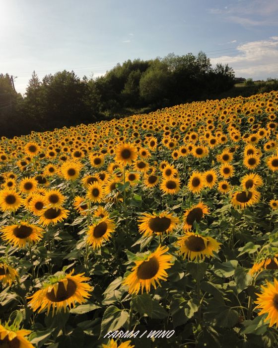 Olej z slonecznika, zimno tłoczony (500ml)