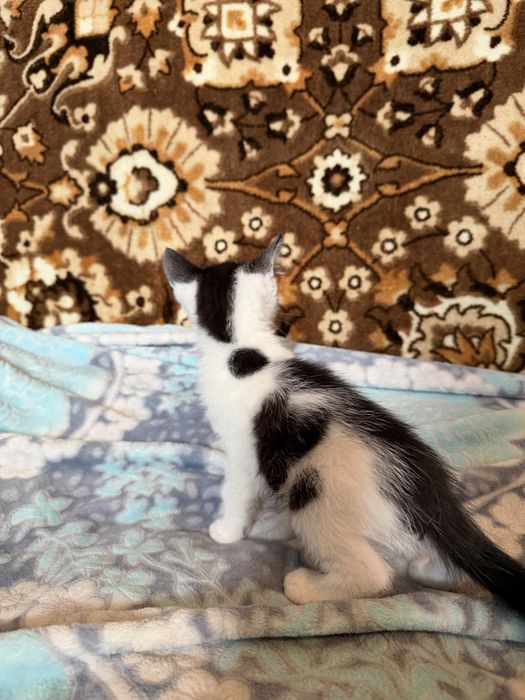 Кошенята шукають люблячу родину