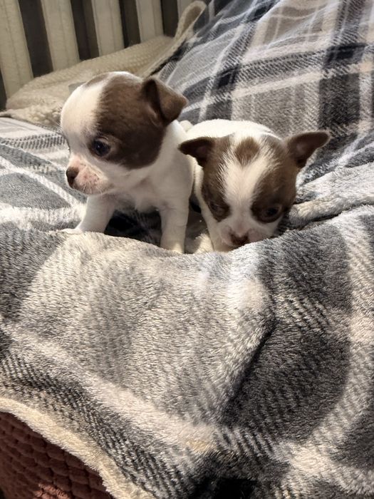 Дітки чихуахуа , хлопчики і дівчинка з документами